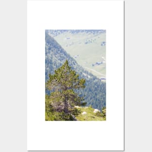 Lonely Pine Tree Posters and Art